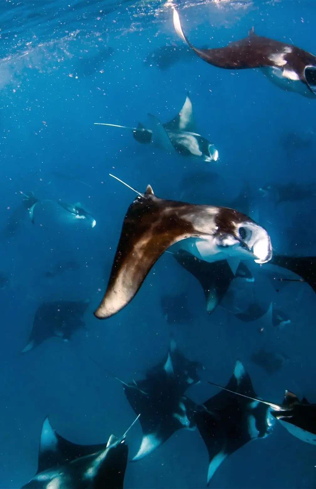 Dharavandhoo Arrecife